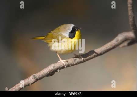 Maschi adulti Yellowthroat comune in allevamento piumaggio appollaiato su un ramo Foto Stock