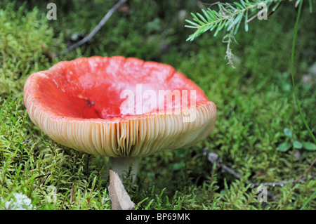 Fungo lungo il gufo grigio trail, Prince Albert Parco Nazionale. Foto Stock