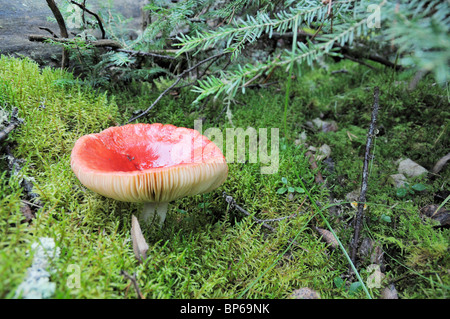 Fungo lungo il gufo grigio trail, Prince Albert Parco Nazionale. Foto Stock