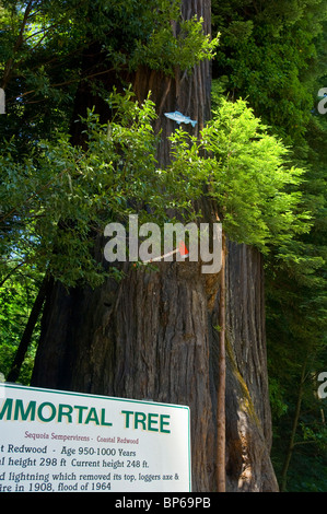 La struttura ad albero immortale, albero di sequoia attrazione turistica lungo il viale dei giganti, Humboldt County, California Foto Stock