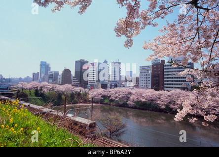 Sotobori Canal e fiori di ciliegio, Shinjuku, Tokyo, Giappone Foto Stock