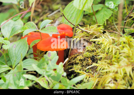 Fungo lungo il gufo grigio trail, Prince Albert Parco Nazionale. Foto Stock