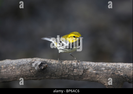 Maschio adulto nero-verde throated trillo in allevamento piumaggio appollaiato su un ramo Foto Stock