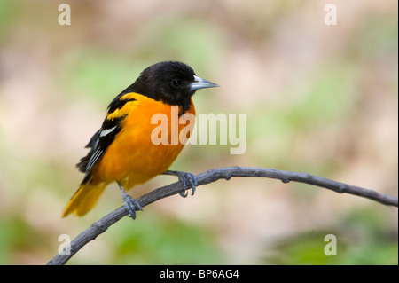 Maschio adulto Baltimore Rigogolo appollaiato su un ramo Foto Stock