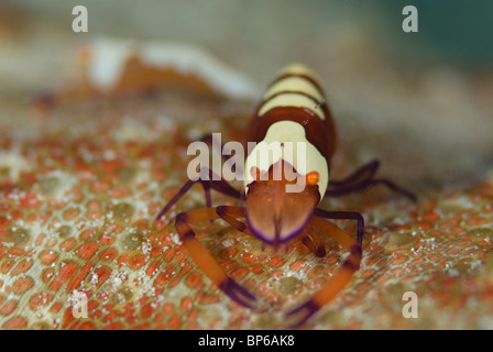 Partner imperiale gamberetti, Periclemenes imperator, sul reef intorno Seaventures sito di immersione, Mabul, Cellebes mare, Malaysia. Foto Stock