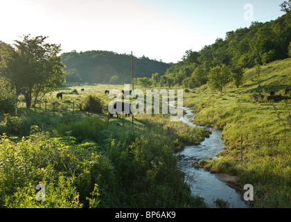 Le mucche mangiano l'erba in un soleggiato pascolo con un flusso Foto Stock