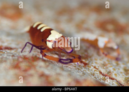 Partner imperiale gamberetti, Periclemenes imperator, sul reef intorno Seaventures sito di immersione, Mabul, Cellebes mare, Malaysia. Foto Stock