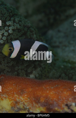 Clark, anemonefish Amphiprion clarkii, tendendo le uova sulla barriera corallina Seaventures intorno al sito di immersione, Mabul, Cellebes mare, Malaysia. Foto Stock