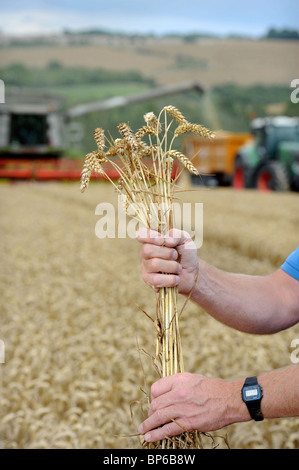 Dettaglio di un covone di frumento tenero detenute da un agricoltore di seminativi da Wiltshire in un campo durante le operazioni di raccolta, REGNO UNITO Foto Stock