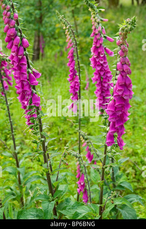 Primo piano di guanti di volpi selvatici (digitalis purpurea) fiori viola fiori di fiori di fiori di campo in estate Inghilterra Regno Unito Regno Unito Gran Bretagna Foto Stock