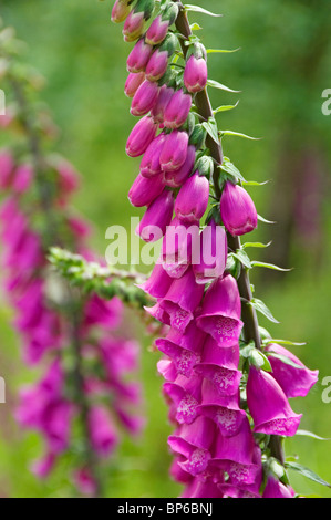 Primo piano di foxguanto selvatico Foxguanto fiori viola (digitalis purpurea) fiori selvatici in estate Inghilterra Regno Unito Regno Unito Gran Bretagna Foto Stock