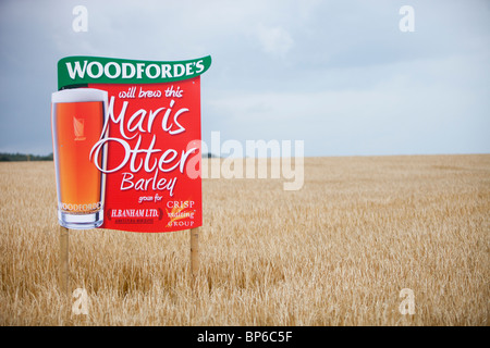 Un segno per il Maris Otter orzo coltivato per Woodforde's Brewery in norfolk, Regno Unito. Foto Stock