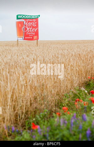 Un segno per il Maris Otter orzo coltivato per Woodforde's Brewery in norfolk, Regno Unito. Foto Stock