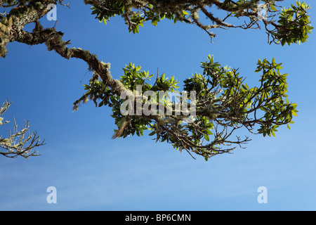 Alberi Pohutukawa in riva al Russell Foto Stock