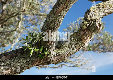 Alberi Pohutukawa in riva al Russell Foto Stock