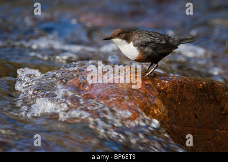 Il bilanciere, Cinclus cinclus Foto Stock