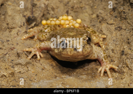 La levatrice toad di Hillenius, Betic ostetrica toad (Alytes dickhilleni), con spawn alle sue gambe, Spagna, Andalusia, Naturpark Sierra Foto Stock