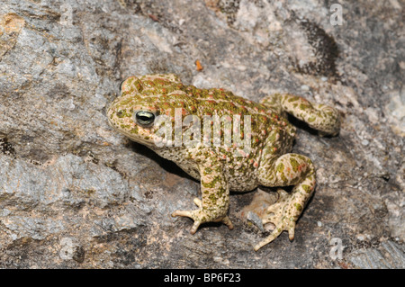 Natterjack toad, natterjack, British toad (Bufo calamita), su roccia, Spagna Murcia Foto Stock