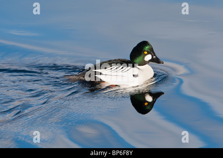 Comune maschio Goldeneye, Bucephala clangula Foto Stock