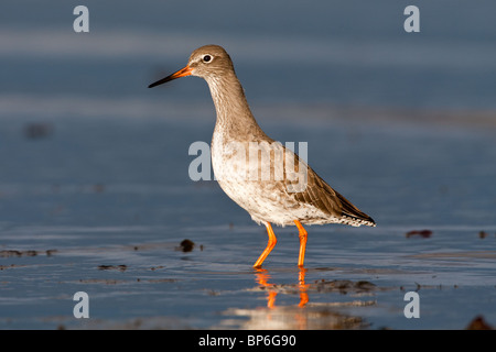 Comune, Redshank Tringa totanus in piumaggio invernale Foto Stock