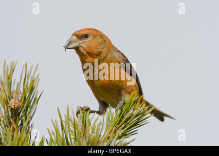 Scottish Crossbill, Loxia scottica Foto Stock