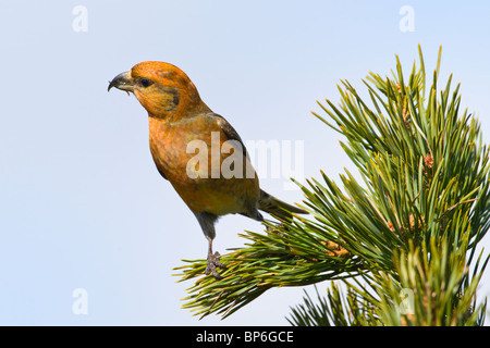 Scottish Crossbill, Loxia scottica Foto Stock