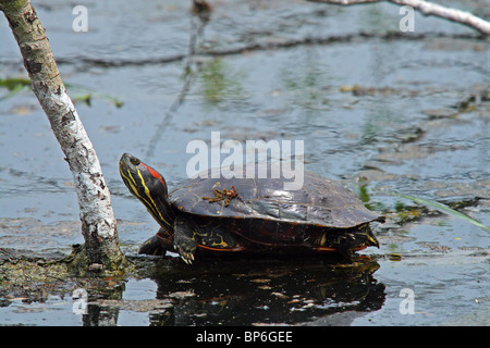 Rosso-eared Turtle o cursore (Trechemys scripta elegans ) - in un lago in inglese Foto Stock