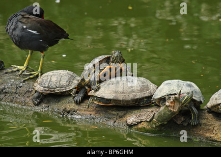 Rosso-eared Turtle o cursore (Trechemys scripta elegans ) - sul log in un lago in inglese Foto Stock