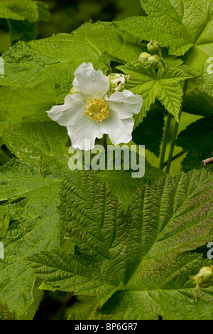 Thimbleberry, Rubus parviflorus in fiore, boschi, Canada Foto Stock