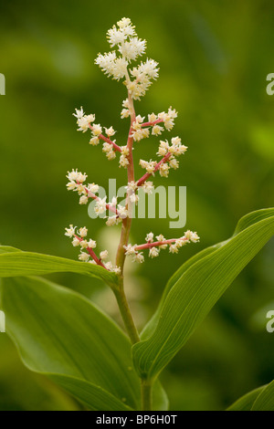 Falso di Salomone sigillo, Smilacina racemosa, Canada Foto Stock