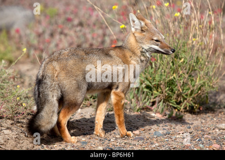 Grigio Zorro, Fox di Patagonia, sud americana Gray Fox (Dusicyon griseus Pseudalopex griseus), adulto in piedi. Foto Stock