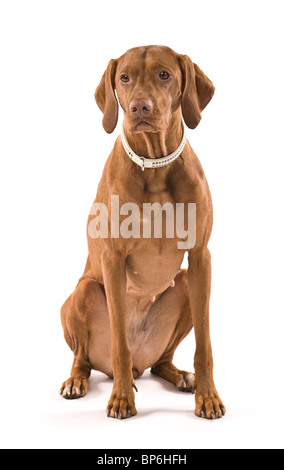 Bellissima femmina Vizsla ungherese. Isolato su sfondo bianco. Foto Stock