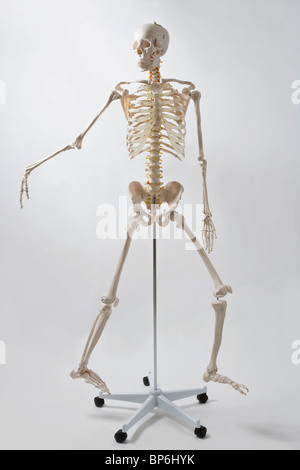 Un anatomico modello di scheletro di camminare e di gesti Foto Stock