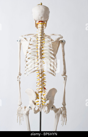 Vista posteriore di una conformazione anatomica del modello dello scheletro Foto Stock