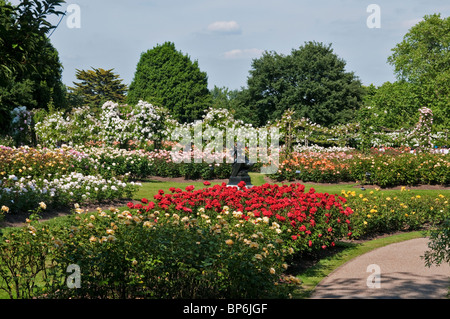 Londra. Regents Park, Queen Mary, giardini di rose. Foto Stock