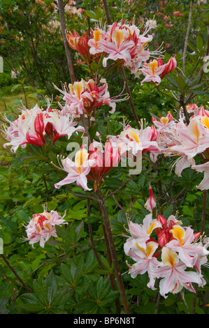 Wild fiori di azalea in fiore in primavera all'Azalea Riserva Naturale Statale, vicino McKinleyville, California Foto Stock