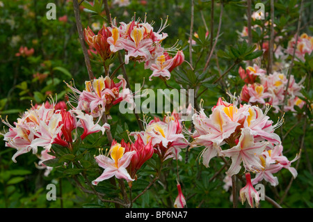 Wild fiori di azalea in fiore in primavera all'Azalea Riserva Naturale Statale, vicino McKinleyville, California Foto Stock