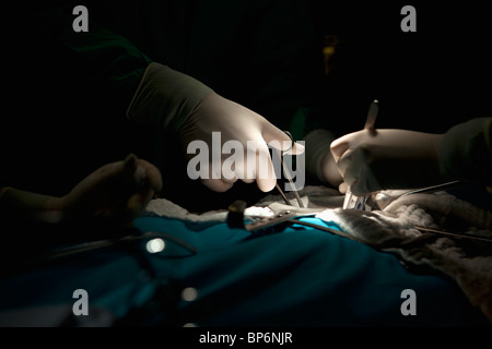 Un team di chirurgia operanti su un paziente in una sala operatoria, concentrarsi sulle mani Foto Stock