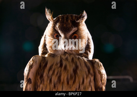 Un gufo taxidermic Foto Stock