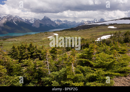 Nana Fir subalpino Krummholz foresta ad alta altitudine sopra il Lago Maligne, Jasper National Park, Rockies, Canada Foto Stock