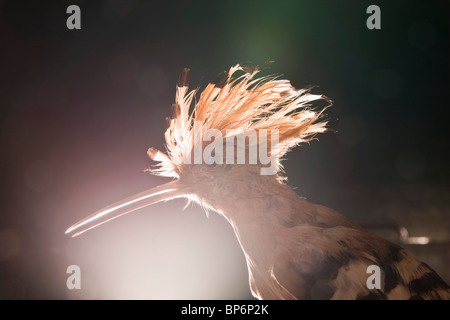 Un taxidermic Upupa uccello, Upupa epops Foto Stock