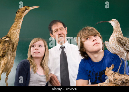 Gli studenti che studiano circa un tarabuso, Botaurus stellaris e un Curlew, Numenius arquata Foto Stock