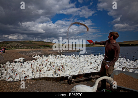 Il tempo di alimentazione a Abbotsbury Swannery,mostrando congregazione dei Cigni. Foto Stock