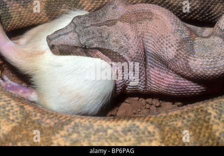 Captive boa comune deglutire una rat, Boa constrictor, Honduras Foto Stock