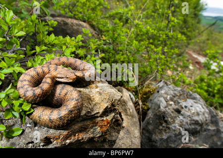 Asp viper, aspic viper (Vipera aspis), giace su una pietra, Svizzera Schweizer Jura Foto Stock