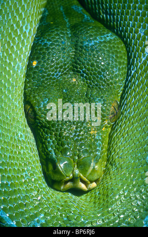 Green Tree python, Morelia viridis, Nuova Guinea Foto Stock