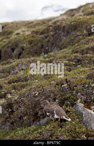 Bianco maschio-tailed Pernice bianca, Lagopus leucurus in alta tundra alpina, il Parco Nazionale di Banff, Rockies; Canada Foto Stock