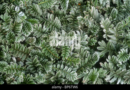 Silverweed, Potentilla anserina, farne isole, Northumbria Foto Stock