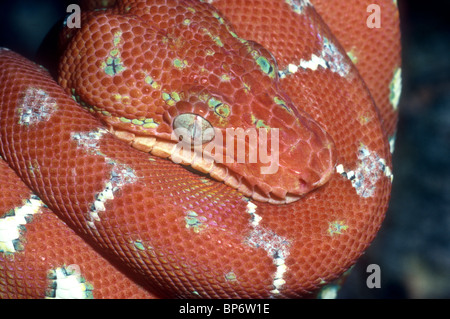 Emerald tree boa, capretti, Corallus canina, Sud America Foto Stock
