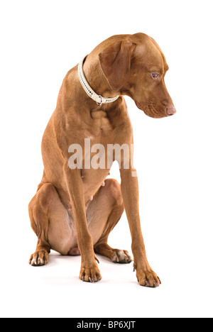 Bellissima femmina Vizsla ungherese. Ritratto di una seduta di cane. Isolato su sfondo bianco. Foto Stock